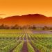 Scenery of Napa Valley on a wine tour from San Francisco