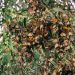 Monarch Butterflies clustered on a tree in California
