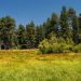 Lush meadow at the end of Little Green Valley Trail In San Bernardino National Forest