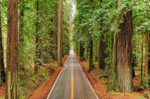 Road traveling through redwoods in California