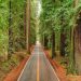 Road traveling through redwoods in California