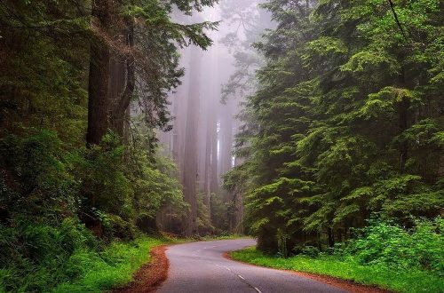 Scenic, windy drive through the redwoods in California