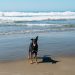 Dog on a beach with waves in the background on Central California Coast