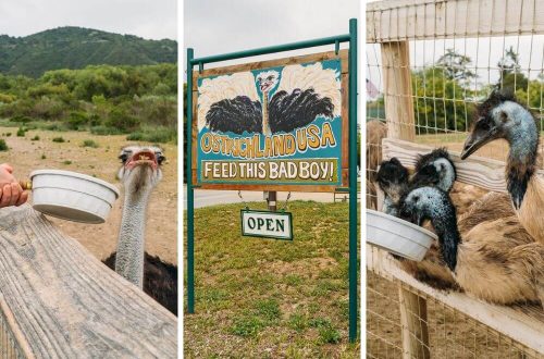 Visiting OstrichLand USA In Solvang
