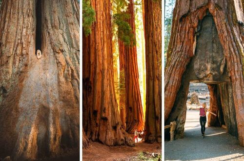 Various locations with giant sequoia trees in California