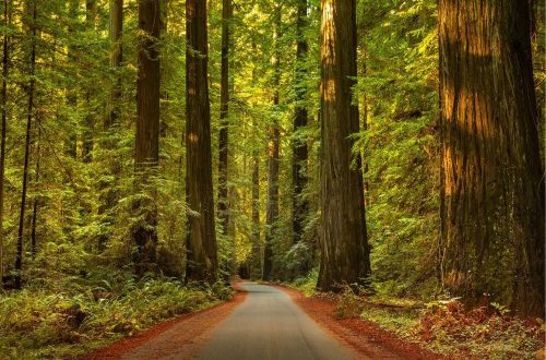 A windy road traveling through redwoods in California